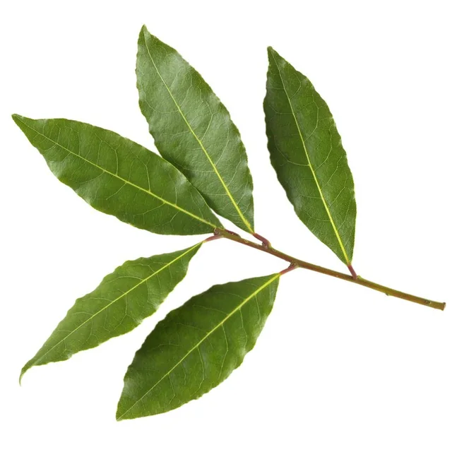 Laurel