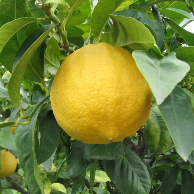 Bergamota
