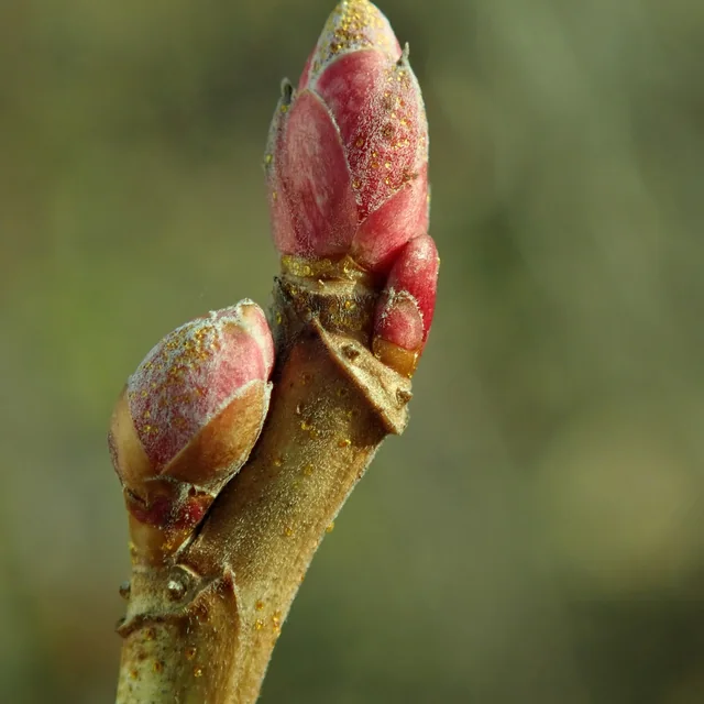 Brotes de grosellero negro
