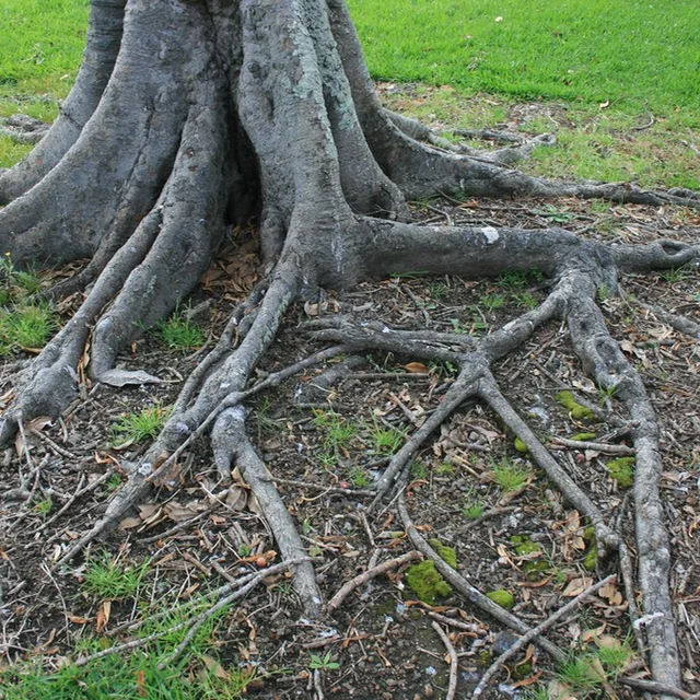 Raíces de un árbol del género Ficus como evocación del acorde.