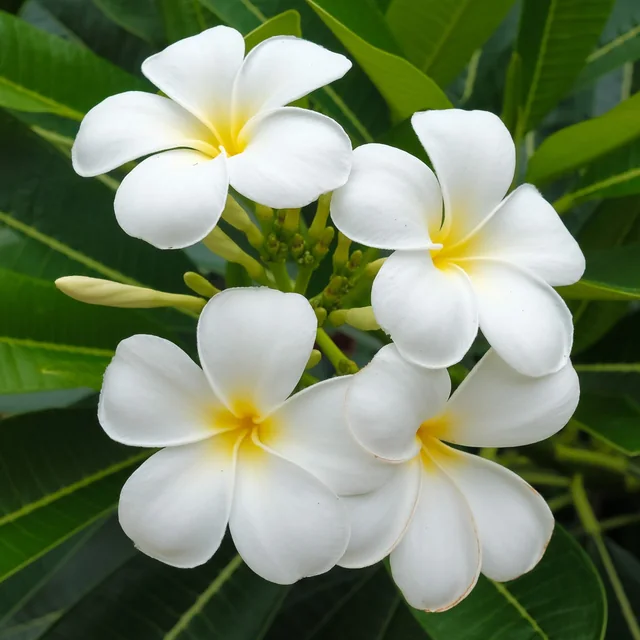 Frangipani