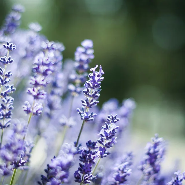 Lavanda