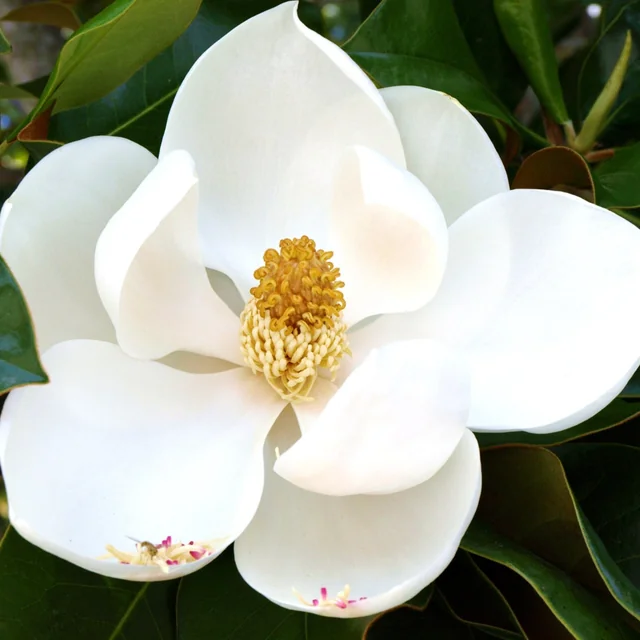 Magnolia