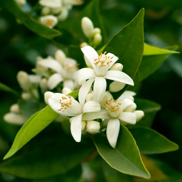 Flor de mandarino