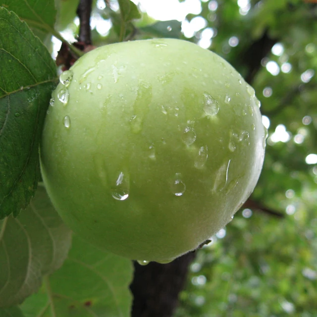 Manzana verde