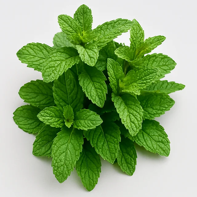 Menta