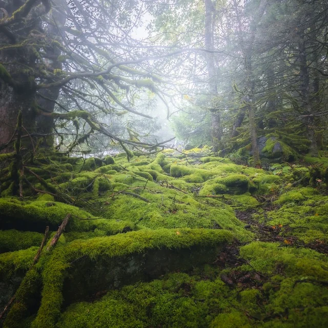Musgo de bosque como referencia visual de un acorde verde y terroso.