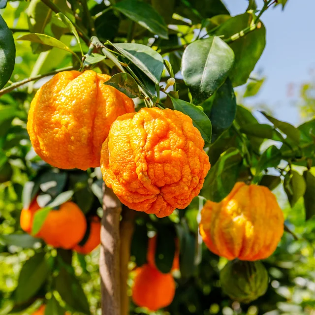 Naranja amarga