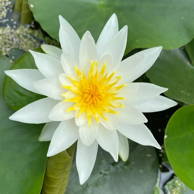 Flor de nenúfar como referencia visual del acorde floral y acuático.
