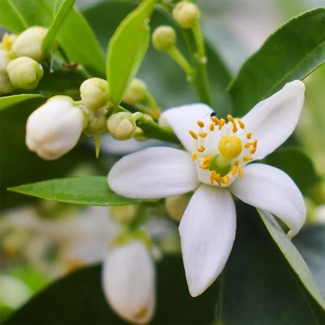 Neroli