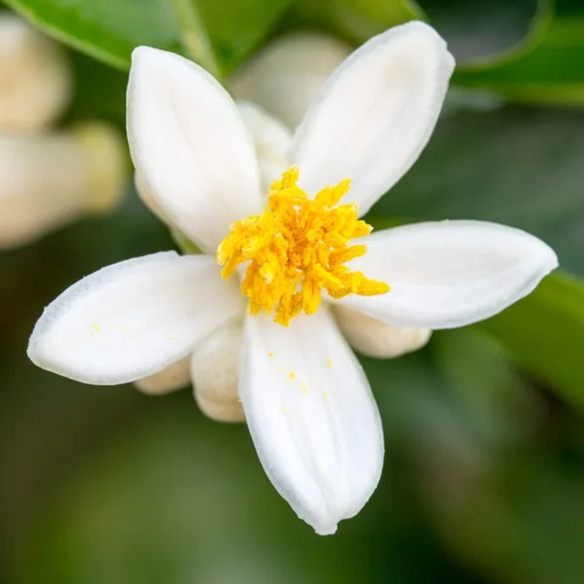 Flor de azahar