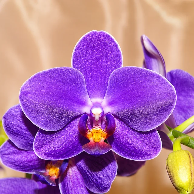 Orquídea como referencia visual de una interpretación floral; no identifica una extracción concreta.