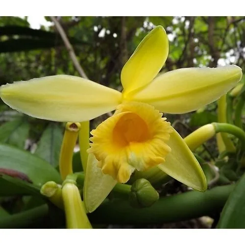 Flor de la orquídea de vainilla como referencia visual de la nota.
