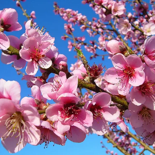 Flor de durazno