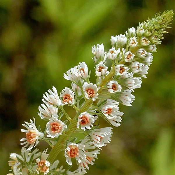 Reseda