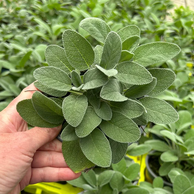 Salvia