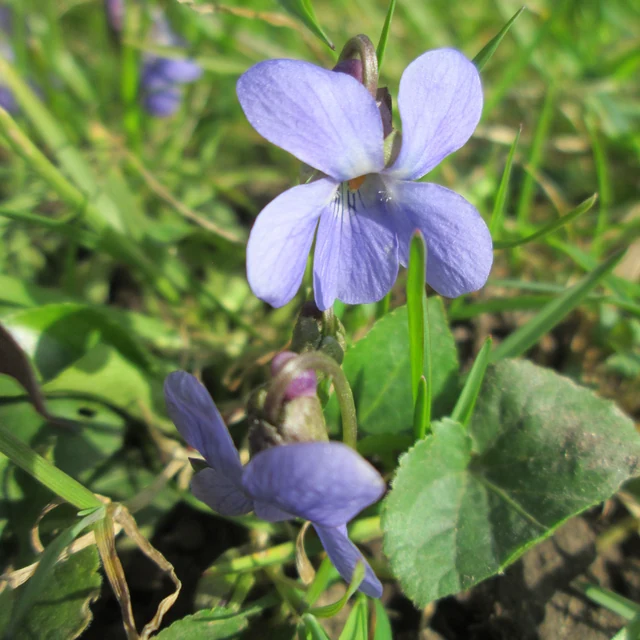 Violeta