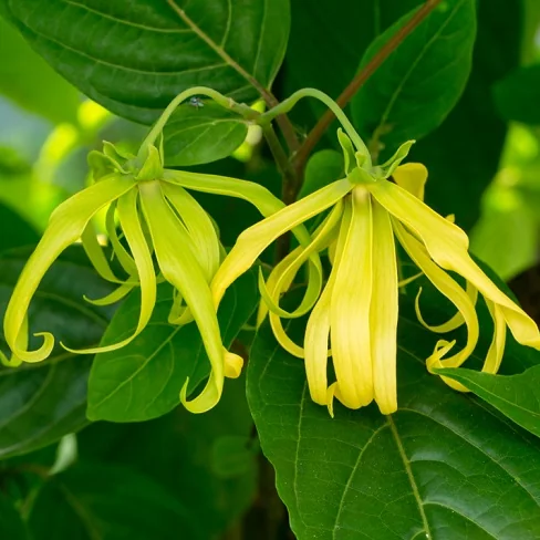 Ylang-ylang